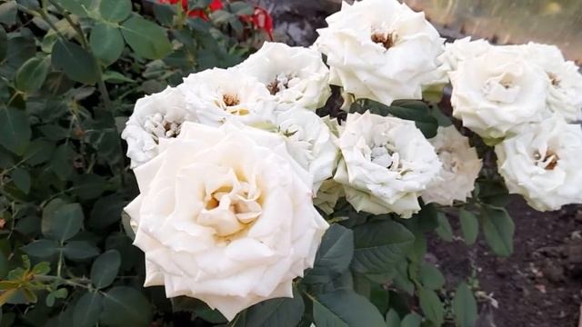 #роза #Аваланж / Роза ( лат. rosa) Аваланж для монохромного белого цветника смотреть онлайн