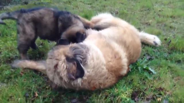 "leonberger" movies about Our "Leonbergers" episode 23 смотреть онлайн
