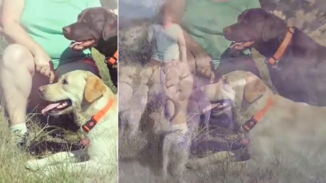 Отдых с собаками в Крыму.Наши гости 2016))) смотреть онлайн