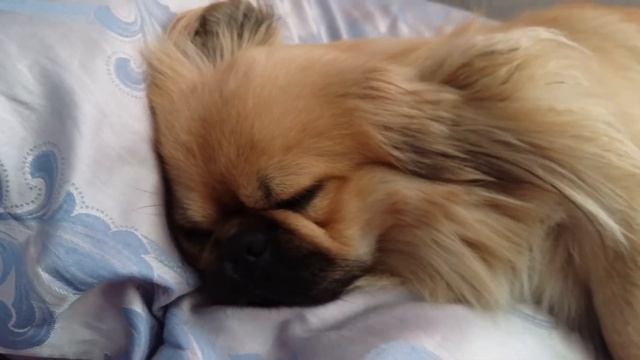 Пикинес Жорик спит