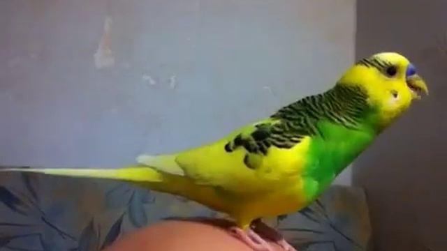 Арчик - говорящий дрессированный попугай. Повороты смотреть онлайн