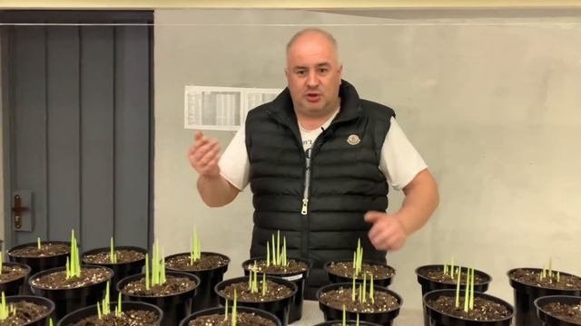 Цветочный бизнес: обзор рынка луковиц тюльпанов. Ситуация в Нидерландах. смотреть онлайн