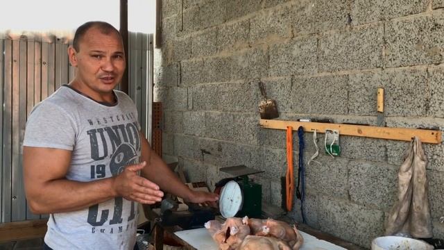 Бройлер КОББ-500. Вес Тушки в 45 дней. Меняю рацион питания. смотреть онлайн