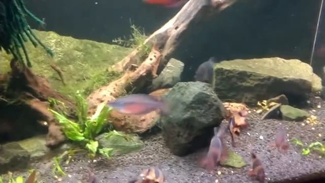 Glossolepis Dorityi﻿ (Dority's Rainbowfish)