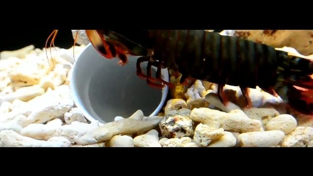 Giant Smashing Mantis Shrimp VS Giant Crabs смотреть онлайн