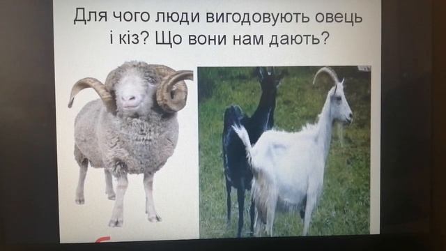 Природознавство (3 клас). Свійські тварини. Походження свійських тварин від диких смотреть онлайн
