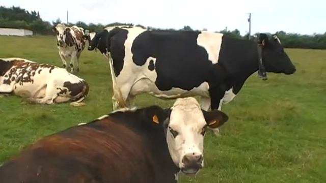 Франция. Бретань. Корова родила теленочка и съела свой послед смотреть онлайн