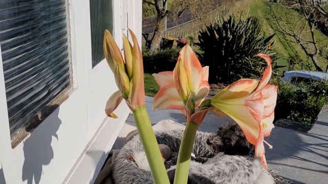 Springtime in New Zealand, Amaryllis flowering and loads of Potatoes смотреть онлайн
