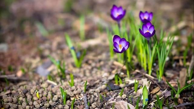 Первые цветы весны. Первоцветы. смотреть онлайн