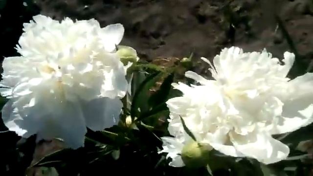 мои ? пионы смотреть онлайн