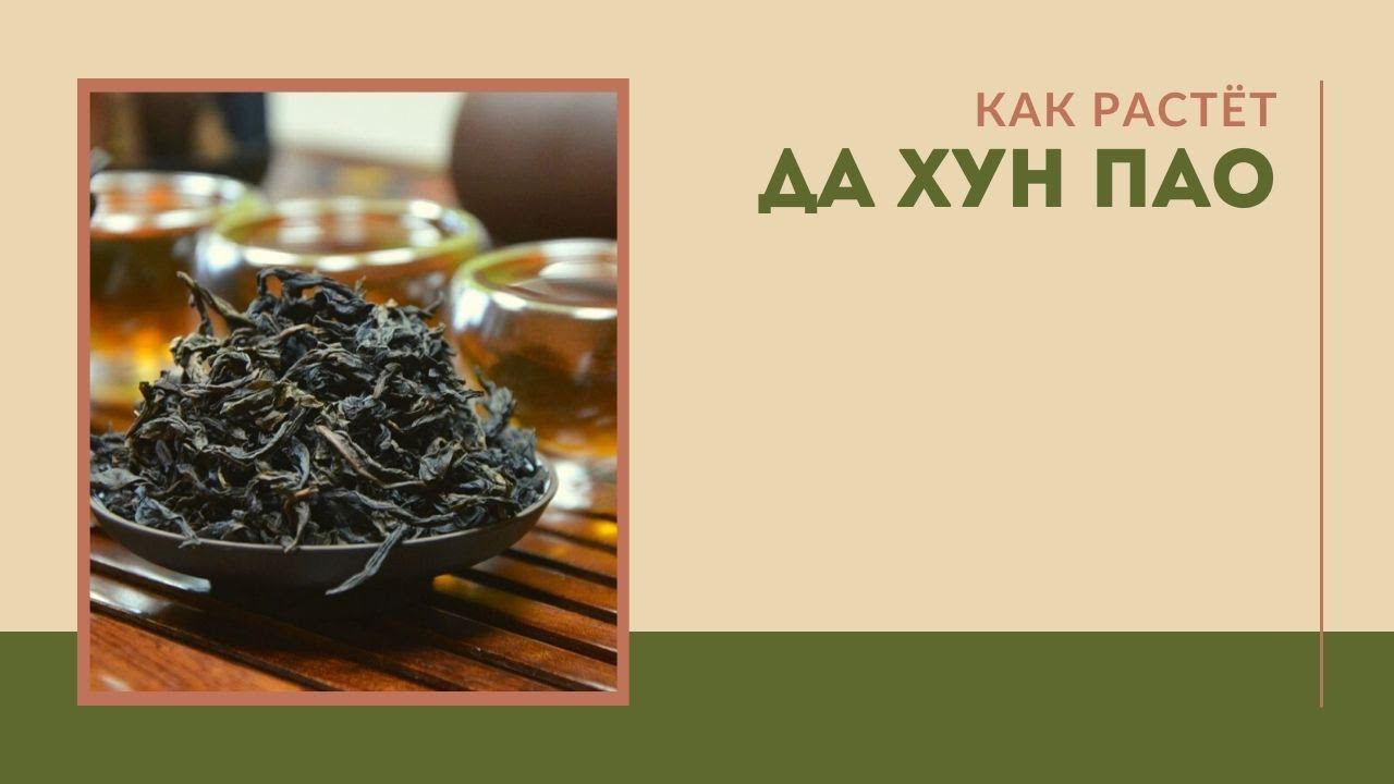 Как растёт Да Хун Пао смотреть онлайн