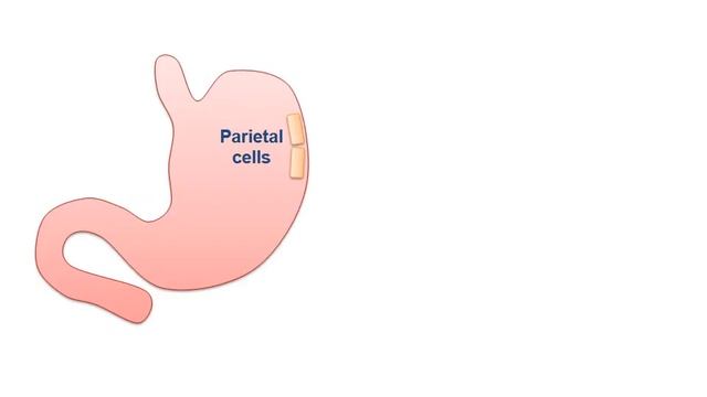 GIT physiology video part 1 from USMLE First Aid Step One смотреть онлайн