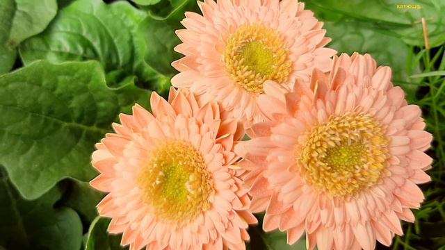 Пусть день принесёт нам покой и радость