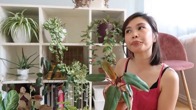 APRIL 2021 Plant Haul  Care Tips  Calathea Syngonium Philodendron