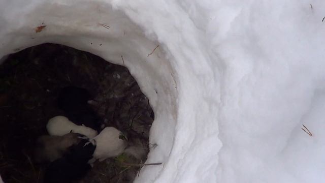 БРОДЯЧИЕ ПСЫ. УЖАС!!! ГДЕ и КАК щенятся БРОДЯЧИЕ СОБАКИ???!!!! смотреть онлайн