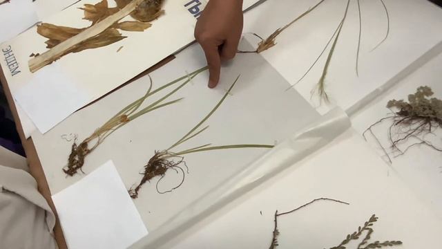 «Сколько предметов и названий на тувинском ты угадаешь ?» Квест в Нац.музее Тувы смотреть онлайн