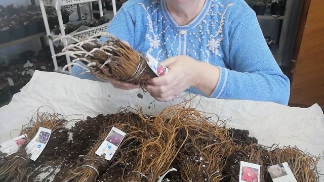 Приехали клематисы из Европы!!! Обзор смотреть онлайн