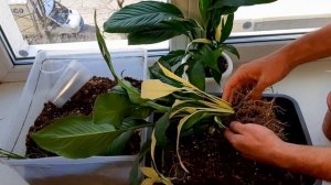 СПАТИФИЛЛУМ ПИКАССО/ Размножение /Уход / Пересадка / Грунт Особенности содержания / Тонкости ухода