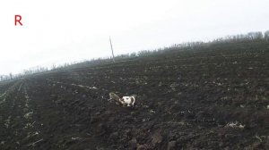 Эпаньоль бретон охота на зайца в пахоте.mp4