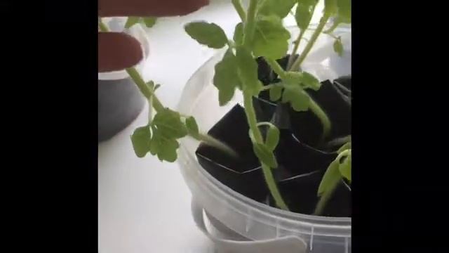 это рассада сведет меня с ума . смотреть онлайн