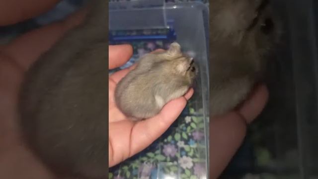 В продаже джунгарские хомячки мальчики! смотреть онлайн