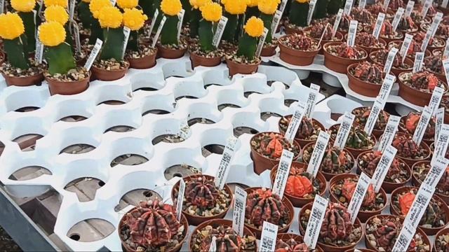 Кактусные теплицы Маттиаса Уллига..Чем удобряю кактусы? смотреть онлайн