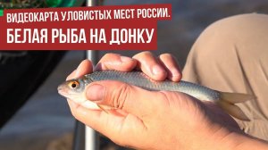 Белая рыба на донку \ Видеокарта уловистых мест России.