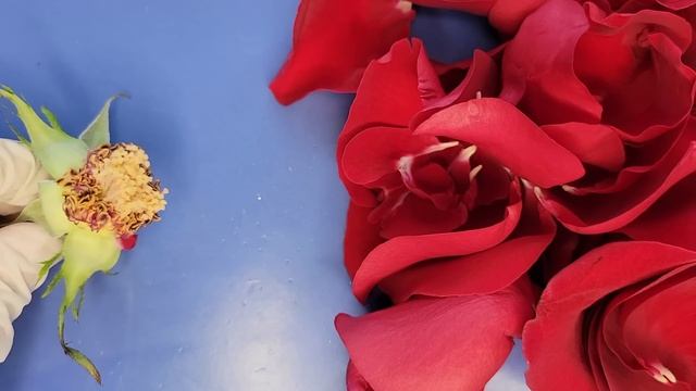 Rose (Flower) Dissection || A Rose by Any Other Name Would Smell as Sweet [EDU] смотреть онлайн