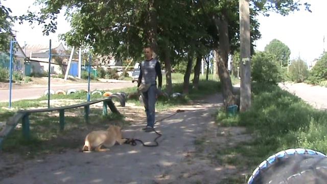 Грейхаунд Порш на дрессировке спустя два месяца смотреть онлайн