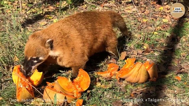 Носухи и тыква :) Тайган. Крым | Nasua narica and pumpkin смотреть онлайн