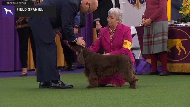 Spaniels (Field) | Breed Judging 2020 смотреть онлайн