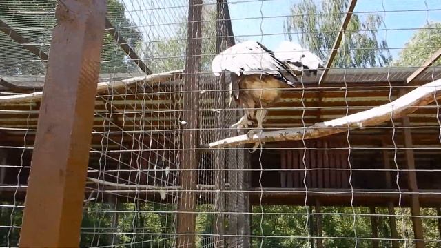 Парк птиц Воробьи – первая территория смотреть онлайн