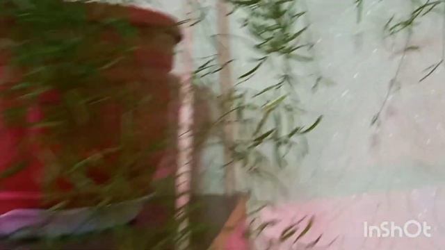 Аспарагус Шпренгера. Описание вида.Asparagus Sprenger.1 часть Description.?????? смотреть онлайн