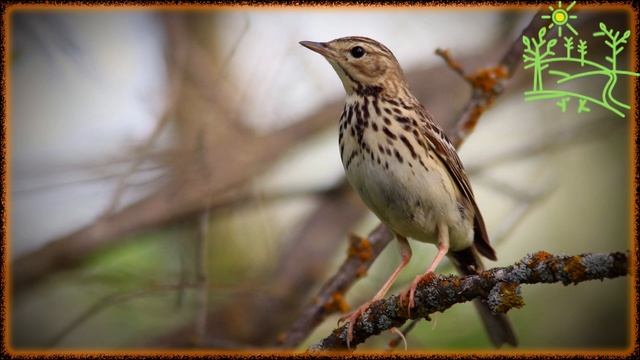Голоса птиц Как поёт Конёк лесной (Anthus trivialis).mp4 смотреть онлайн