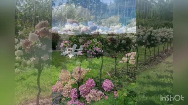 Гортензии в ландшафтном дизайне/Hydrangeas In Landscape Design