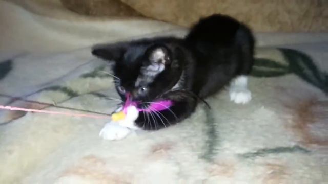 Котэ, мордочка добрая а повадки злобные смотреть онлайн