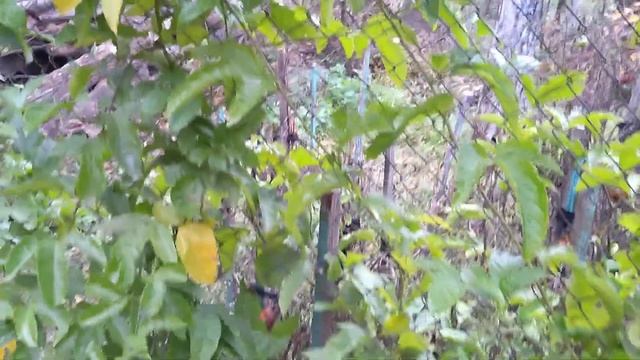 Невероятно.Маракуйя Эдулис зацвела в первый год. смотреть онлайн