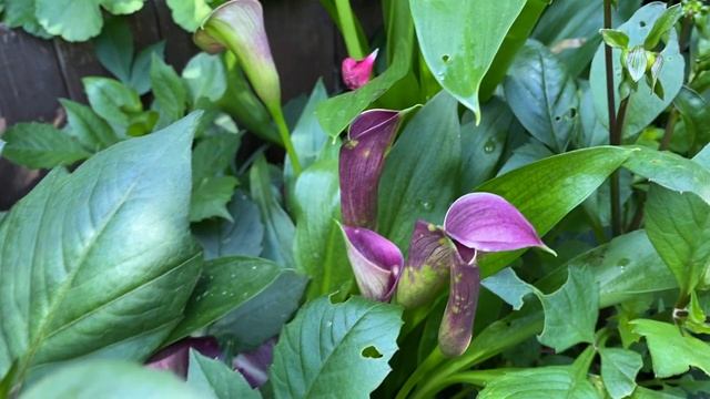 ГЕОРГИНЫ низкорослые КАЛЛЫ цветные Цветение в ящике. смотреть онлайн