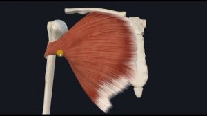 Большая грудная (m. pectoralis major) 3D Анатомия