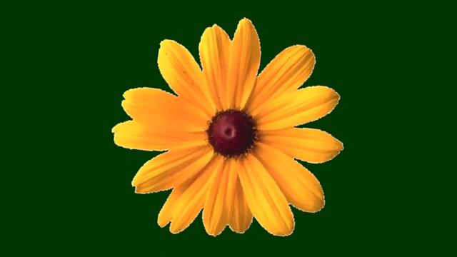 Sunflower Green Screen Video 🌻 Green screen Chroma Key flower смотреть онлайн