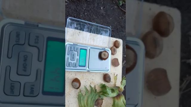 ФУНДУК. МОРОЗОВСКИЙ. Часть 2. смотреть онлайн