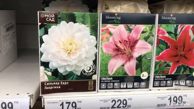 САД 2021.Посадочный материал в Ашане. смотреть онлайн