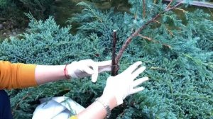 ЕСЛИ НАЛЕГАЕТ НА СОСЕДЕЙ?ЗЕЛЁНЫХ?НОВАЯ ФОРМА МОЖЖЕВЕЛЬНИКА БЛЮ КАРПЕТ?