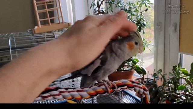 Волнистый попугай ревнует к корелле смотреть онлайн