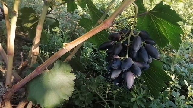 Виноград Днепровский сувенир 2022г смотреть онлайн