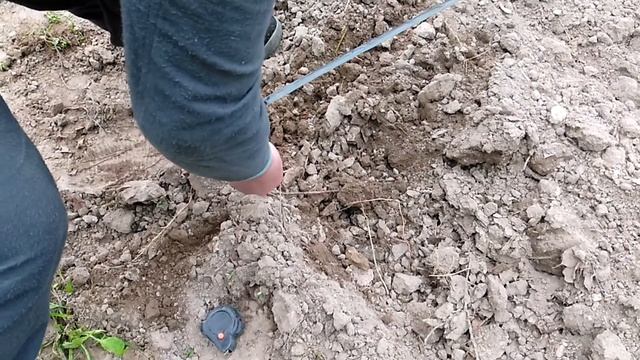 Табак. Высадка в поле. Капельный полив  монтаж. Эксперименты с рассадой,окончание эксперимента 2022