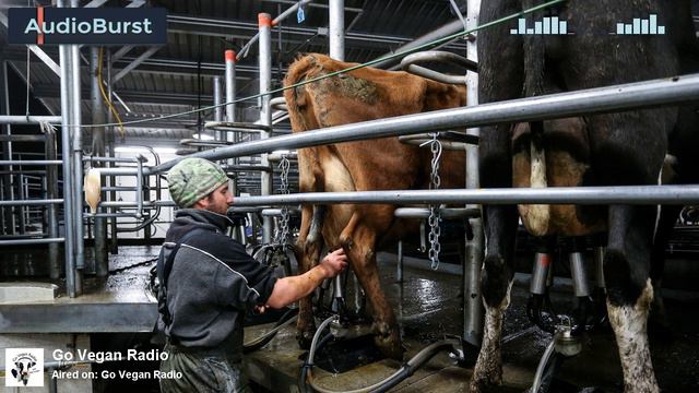 Gary Francione: Why You Should Get Rid Of All Animal Products When You Go Vegan смотреть онлайн