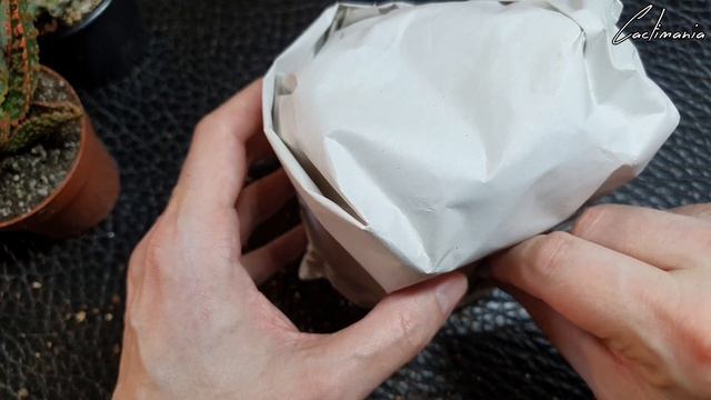 Cactus & Succulent Unboxing | Aloe | Euphorbia | Notocactus смотреть онлайн