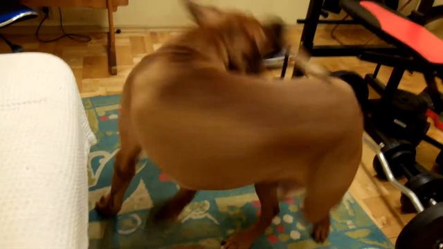 Tosa Inu and his tail. Бедный пёс Тоса Ину смотреть онлайн