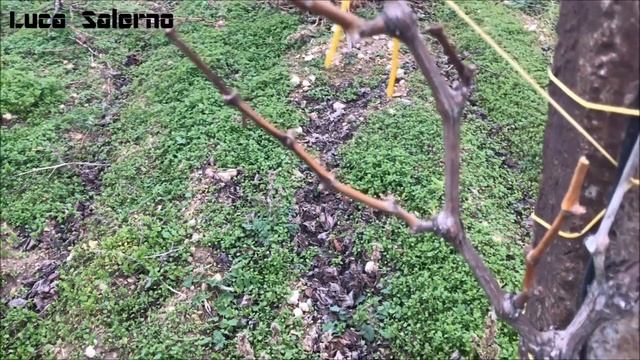 Uva Italia 2 Anno I - L' Impostazione Dei Tralci Di Produzione